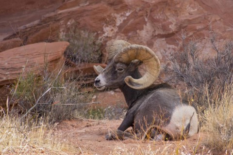 Desert bighorn sheep