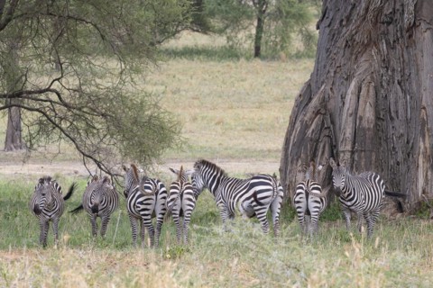 Plains zebra