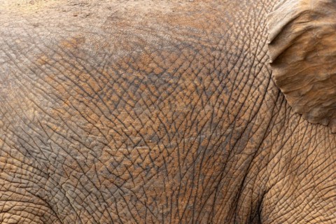 African elephant