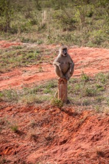 Monkeys on safari. Guenons in Tsavo National Park