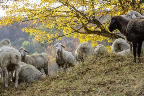 Sheep grazing on rough grassland