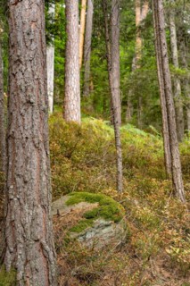 Enztalkiefer in the forest