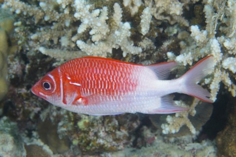 Silverspot squirrelfish