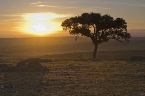 Holm oak
