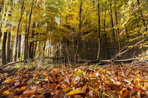 Autumn impressions in the deciduous forests near Diez