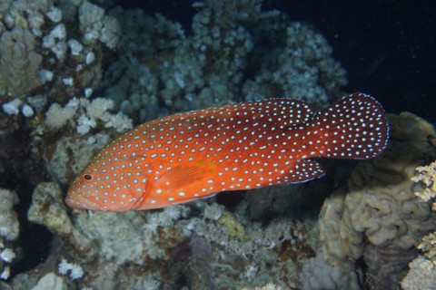 Jewel Grouper