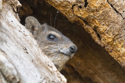 Rock Hyrax