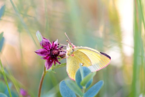 Palaeno sulphur