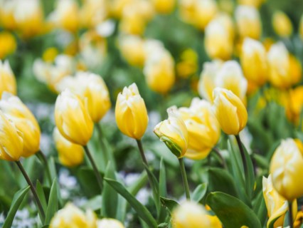 Tulip