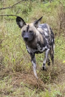 African wild dog