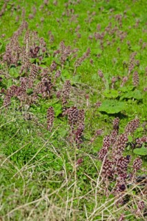 Butterbur
