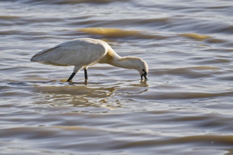 Spoonbill