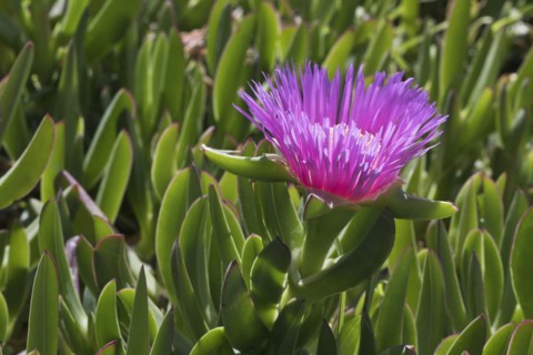 Ice plant