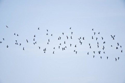 Cliff Swallows