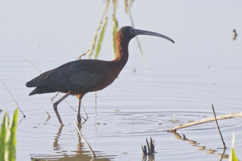 Glossy ibis
