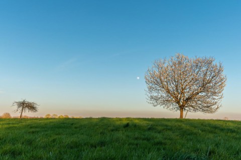 Apple tree in bloom in meadow at full moonrise at dusk. Alsace