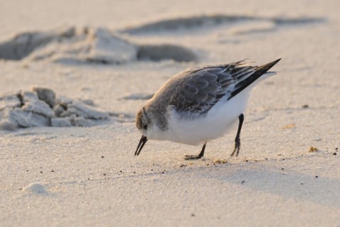 Sanderling