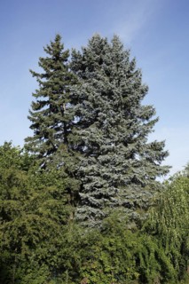 Conifer
