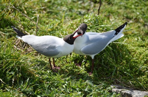 Black-headed Gulls