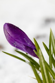 Crocuses