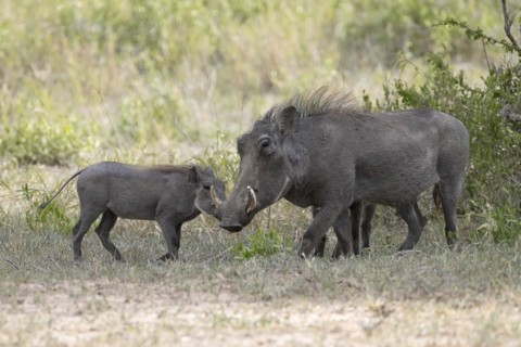 Common warthog