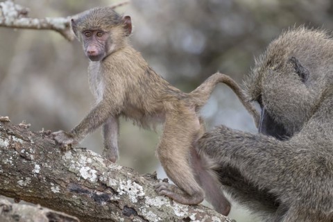 Olive baboon