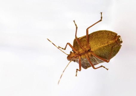 Bug