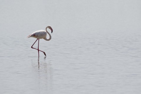 Black-winged Black-winged Stilt