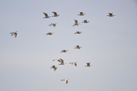 Cattle Egret