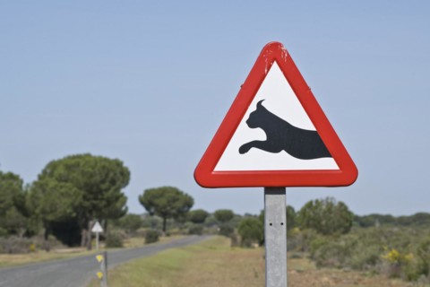 Warning sign lynx change