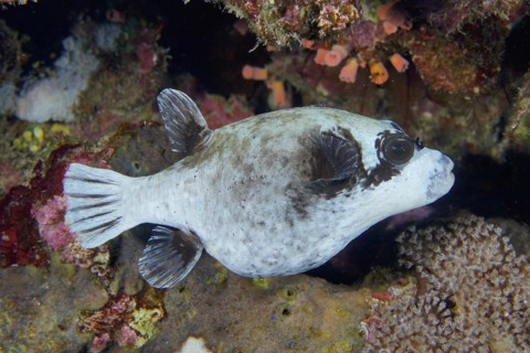 Masked pufferfish