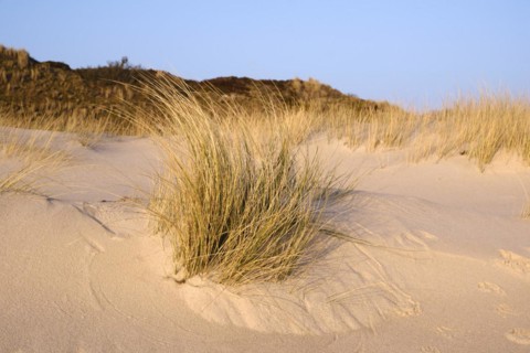 Dune with dune grass
