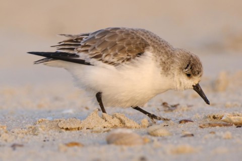 Sanderling