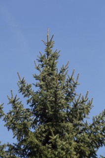 Conifer