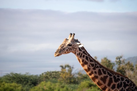 Single giraffe