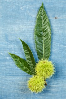 Sweet chestnuts