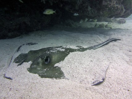 American stingray