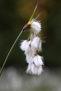Common cottongrass
