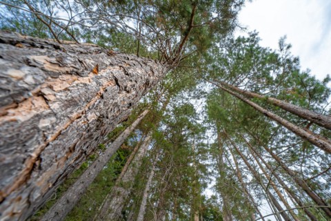 View upwards Duck pine in the forest