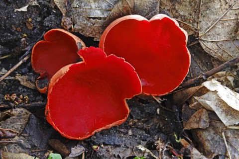 Scarlet elf cup