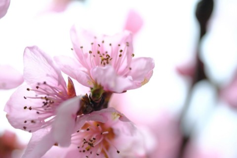Apricot blossoms