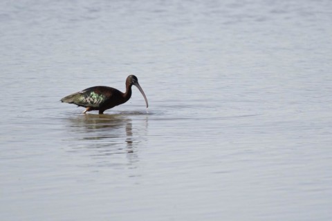 Glossy ibis