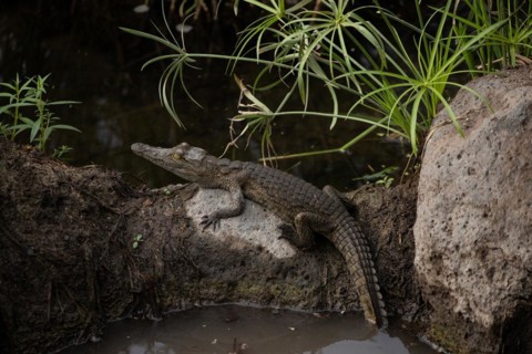 Small crocodile