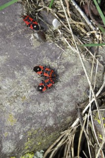 Milkweed Bug