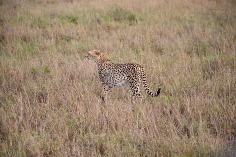 A cheetah