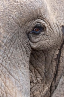 African elephant