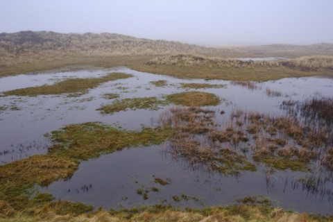 Wadden Sea National Park with fog