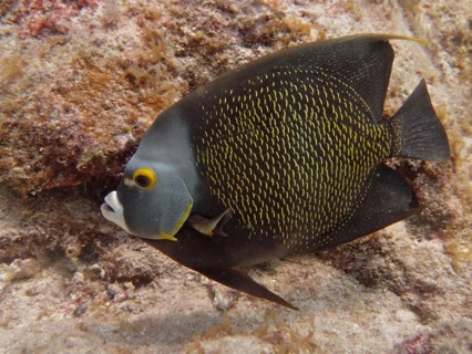 French angelfish