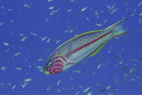 Red Sea Junker