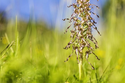 Lizard orchid